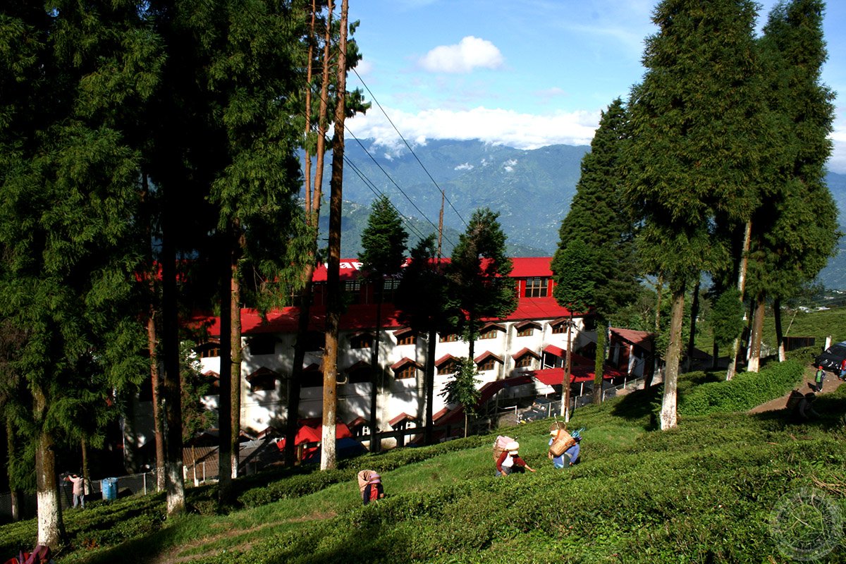 Happy Valley Tea Estate Darjeeling